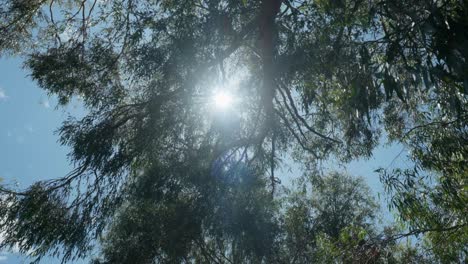 Captivating-sunbeam-filtering-through-lush-foliage-in-a-tranquil-forest-setting