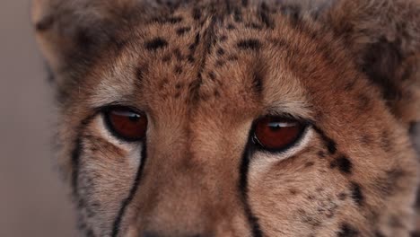 Tight,-detailed-close-up-of-female-cheetah's-face-and-eyes-at-eye-level-as-she-scans-past-the-camera-and-blinks-in-very-soft,-warm-light-in-Free-State,-South-Africa