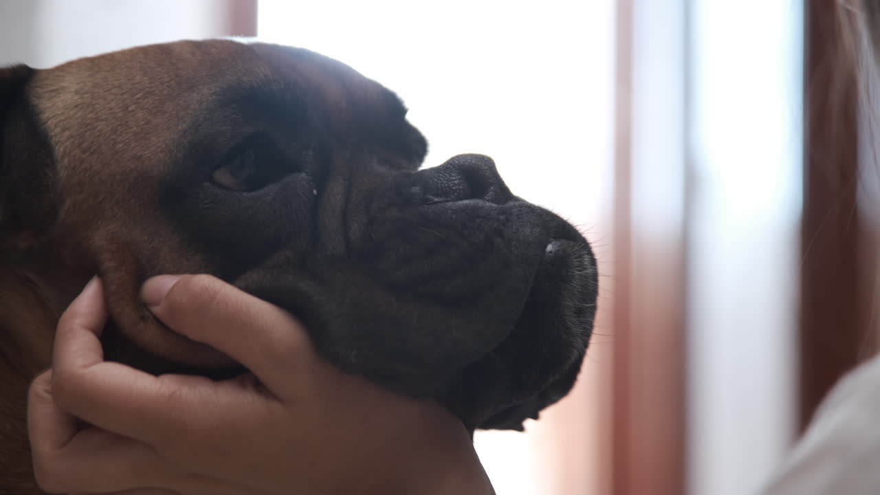 A human hand gently caressing a Boxer dog's face