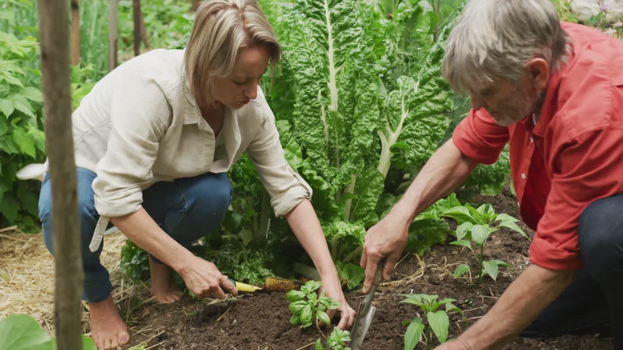pareja caucásica mayor plantando y trabajando juntos en el jardín