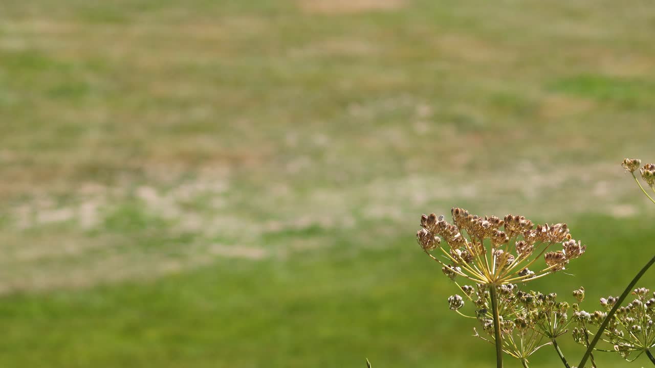 цветок качается в травяном поле