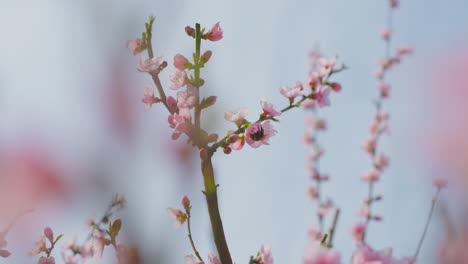 pink peach blossoms in spring