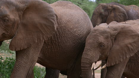 Herd-of-African-Elephants-walk-past-through-trees