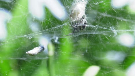 Tent-web-spider-in-orange-tree,-spain,-Cyrtophora-citricola