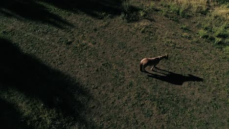 4k drone foo4k imágenes de drones de caballos comiendo hierba en una granja chilena