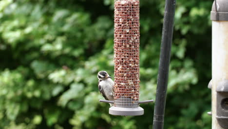 Pájaro-Pequeño-Comiendo-Del-Comedero-Para-Pájaros