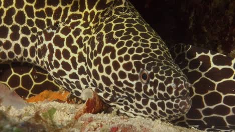 honeycomb moray eel looking straight at camera