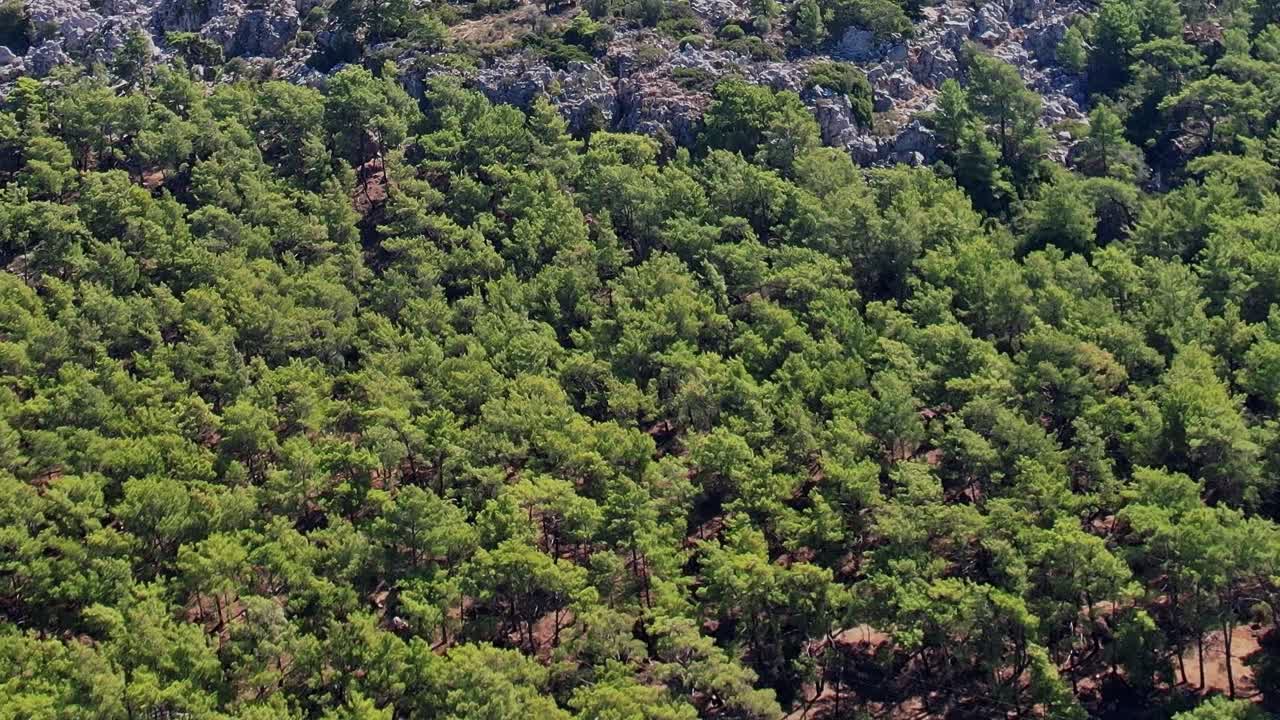 Alberi verdi ricoprono la collina a Rodi, in Grecia, vicino a una strada tortuosa