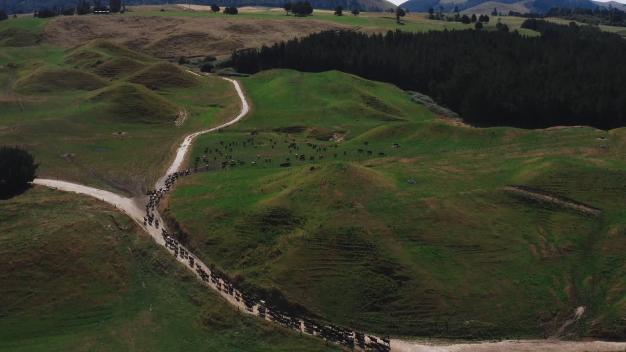 Rolling hills of New Zealand countryside with herd of cows returning to green grassland, aerial
