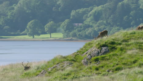 scotland, red deer - grazing in the sunshine in front of lake