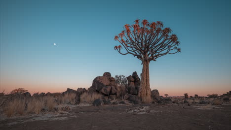 dusk to night timelapse over quiver tree forest in namibia, southern africa