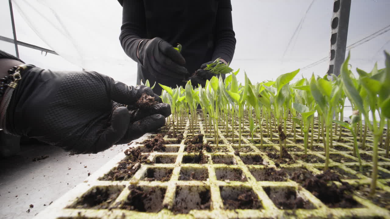 Lav vinkel af hænder, der omplanter kimplanter i et industrielt drivhus