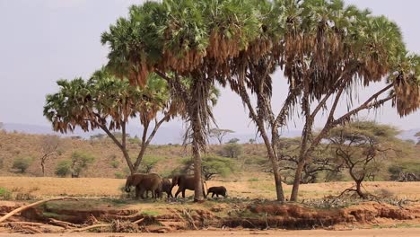 wide view of elephant family walking in the shades and underneath umbrella trees from right to left in the drylands of kenya, africa