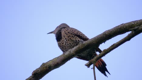 un hermoso pájaro carpintero de lunares posado en una rama de árbol