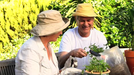 Mature-couple-potting-plants