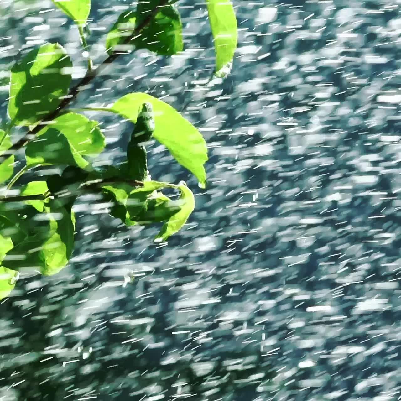 Rain water falling on green leaves. Watering plants from the sprinkler in the garden. Slow motion.