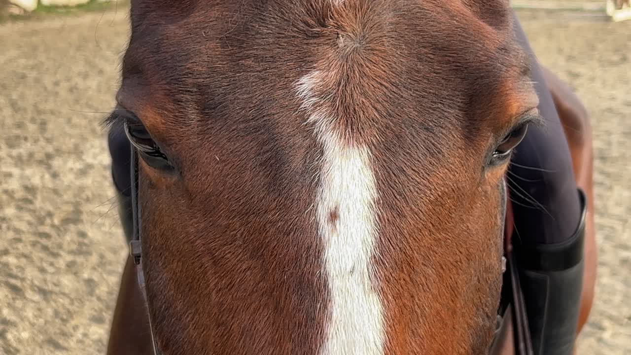 primer plano de cabeza de caballo y ojos de caballo blanco y marrón con brida y jockey irreconocible en silla de montar