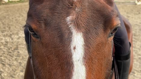 close-up of horse head and eyes of white and brown horse with bridle and unrecognizable jockey on saddle