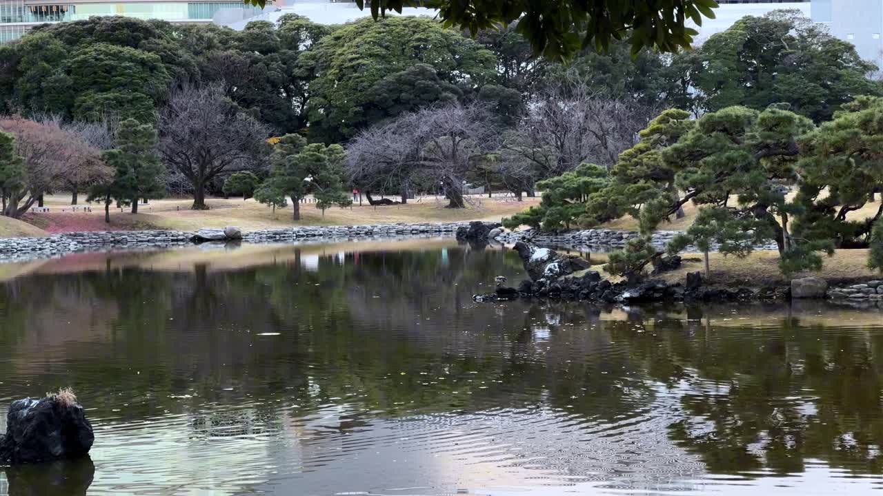 A serene Japanese garden pond with trees and rocks at Hama Rikyu Gardens in winter