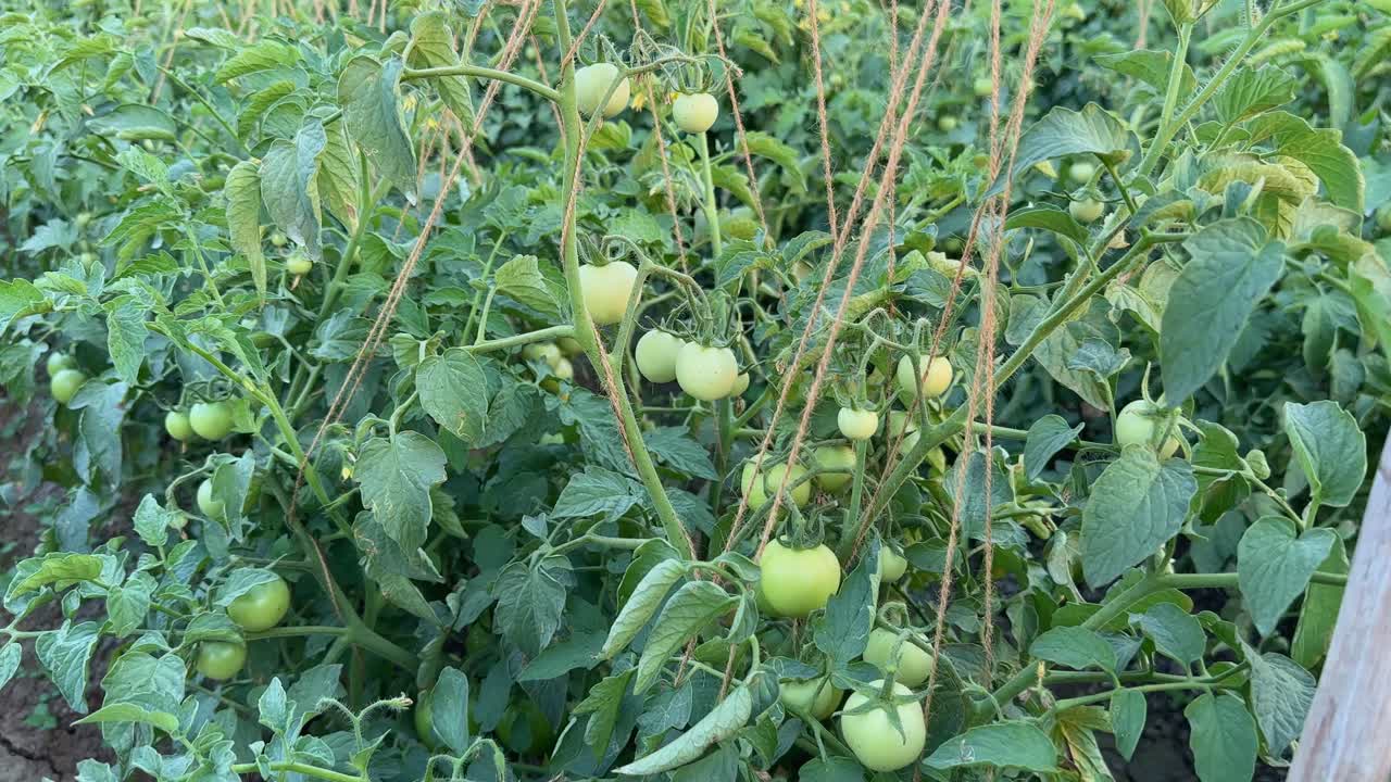 Tomatos growing in the field with the support of string, supporting tomato plants by using string to guide the vines upwards.
