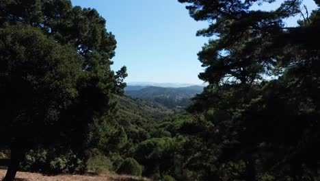 Mirando-Más-Allá-De-Los-árboles-Del-Bosque-Hacia-El-Profundo-Valle-De-Abajo