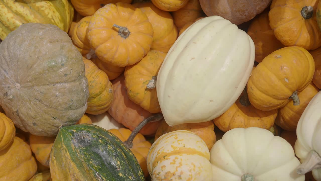 Variety of Pumpkins and Gourds