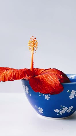 red hibiscus flower in a blue bowl