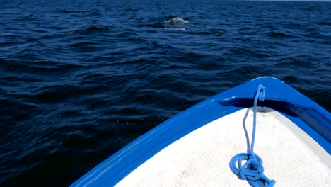 Una-Ballena-Gris-Aparece-Justo-Al-Lado-De-Un-Barco-Turístico-De-Avistamiento-De-Ballenas-En-La-Bahía-De-Magdelena,-México