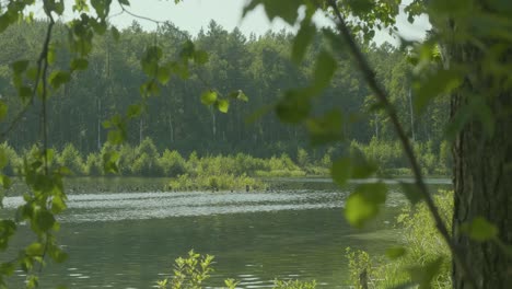 serene forest lake scene