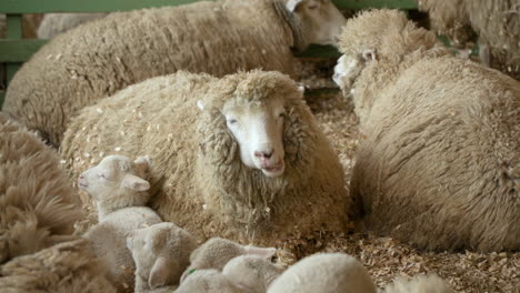 Merinoschafe-Mit-Kindern,-Die-Heu-Fressen-Und-Auf-Dem-Boden-Einer-Indoor-Ranch-Oder-Eines-Bauernhofs-In-Einer-Holzbarde-Liegen