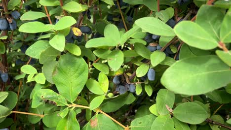 hand reaching in and revealing plump and ripe haskap berries, nestled amongst the dense and verdant foliage of a bush