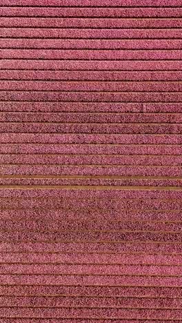 aerial view of a pink crop field