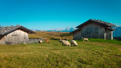 sheep in front of two huts in the middle of the mountains in the italian alps