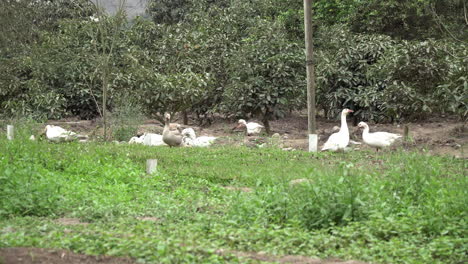 Toma-Estática-De-Una-Bandada-De-Patos-En-Una-Granja-En-Pachacamac,-Lima,-Perú