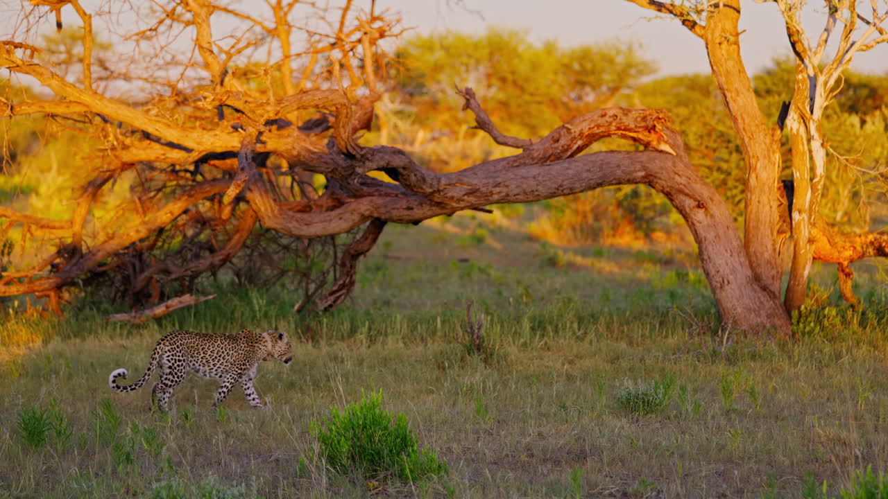 Leopard in African Savanna at Sunset