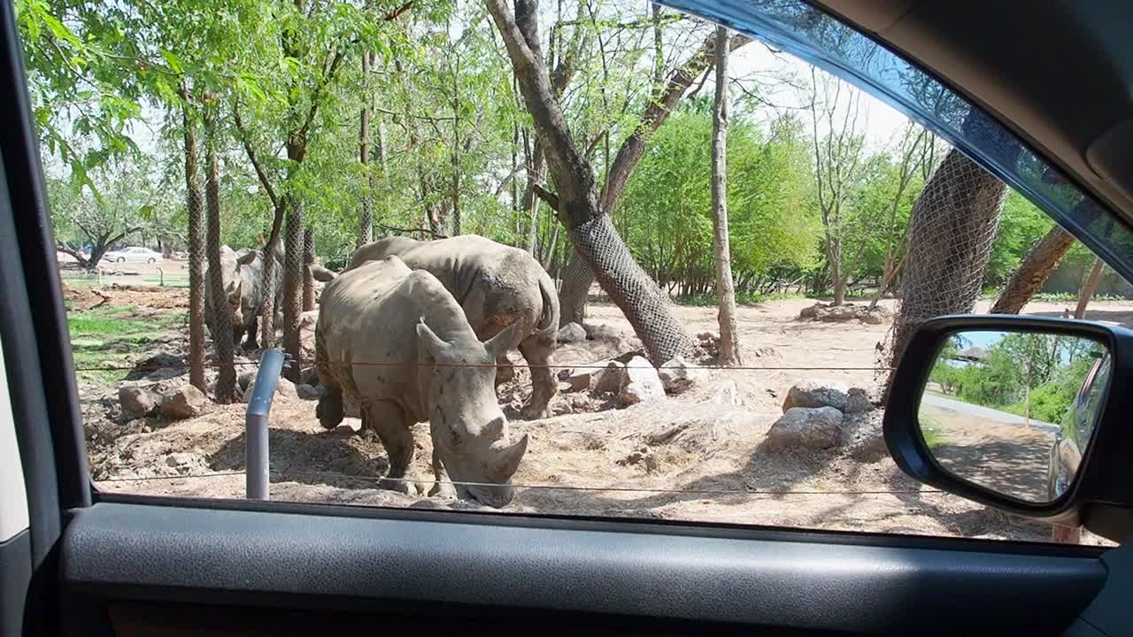 rinocerontes en el zoológico abierto de tailandia