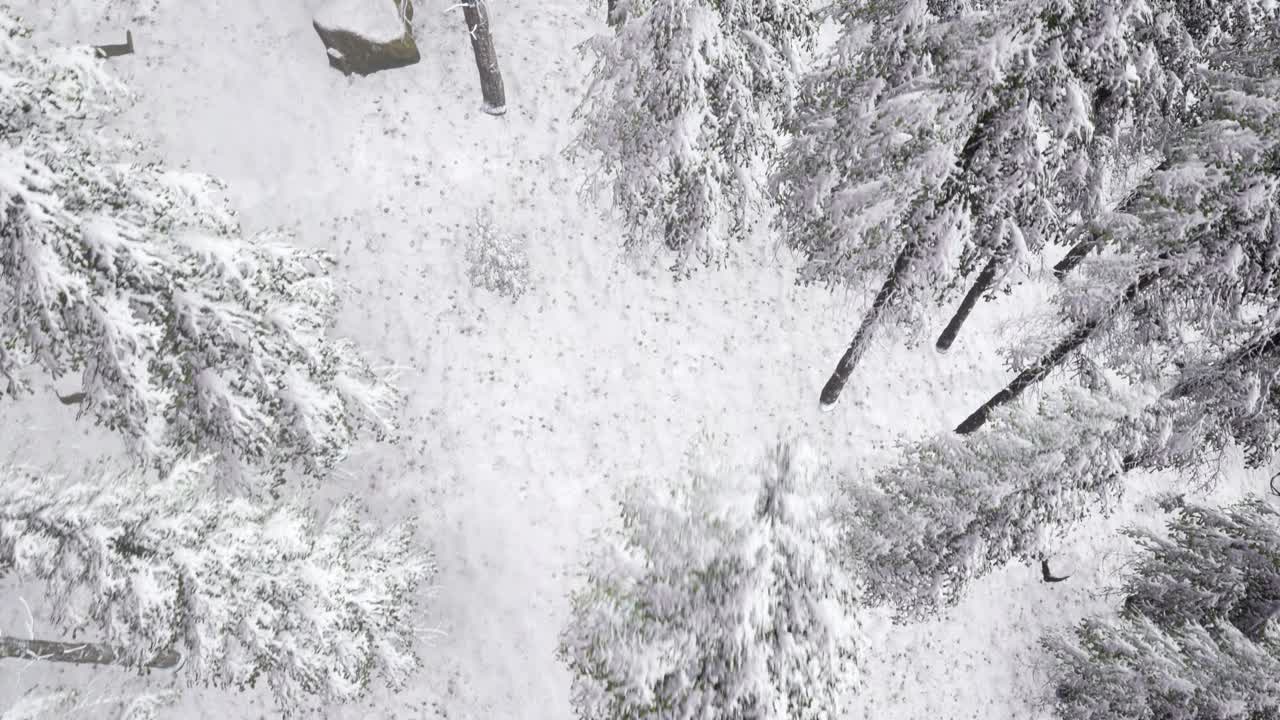 vuelo sobre el bosque de invierno