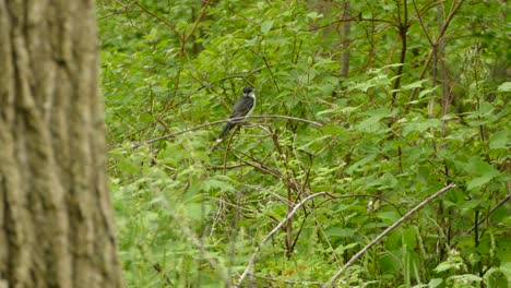 A-beautiful-Eastern-Kingbird-perched-on-a-branch-in-between-trees-in-a-forest-before-flying-away