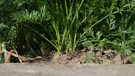 close up low angle shot of carrot growing in ground in organic garden