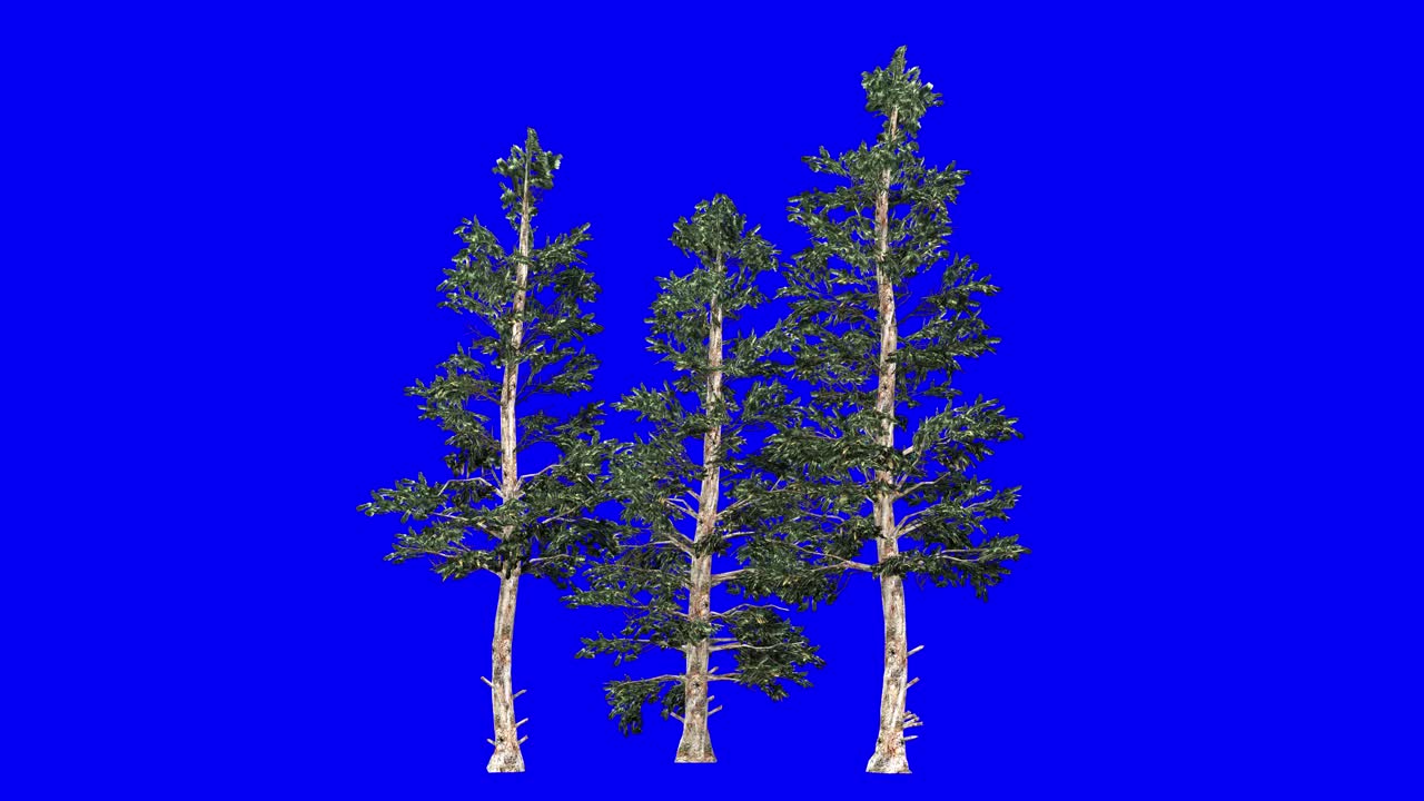 3D blue spruce cluster with wind effect on blue screen 3D animation