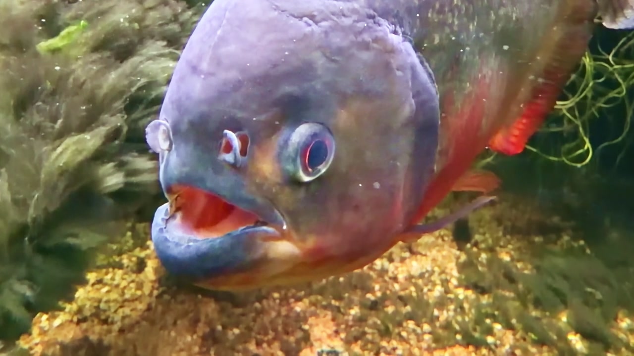 Red bellied piranha Pygocentrus nattereri from family Serrasalmidae swimming underwater with visible scales and eye detail in freshwater habitat, static close up shot