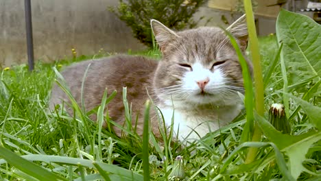 Silver-and-white-cat-lying-on-the-ground-while-a-gentle-breeze-is-moving-the-grass