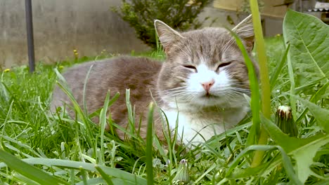 gato plateado y blanco tirado en el suelo mientras una suave brisa mueve la hierba