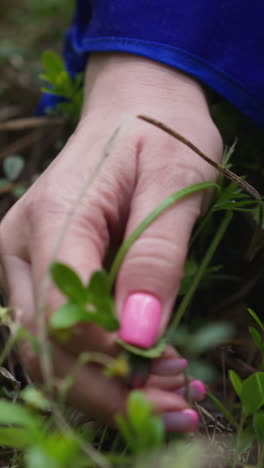 las manos de las mujeres de primer plano arrancan hierba medicinal en el bosque