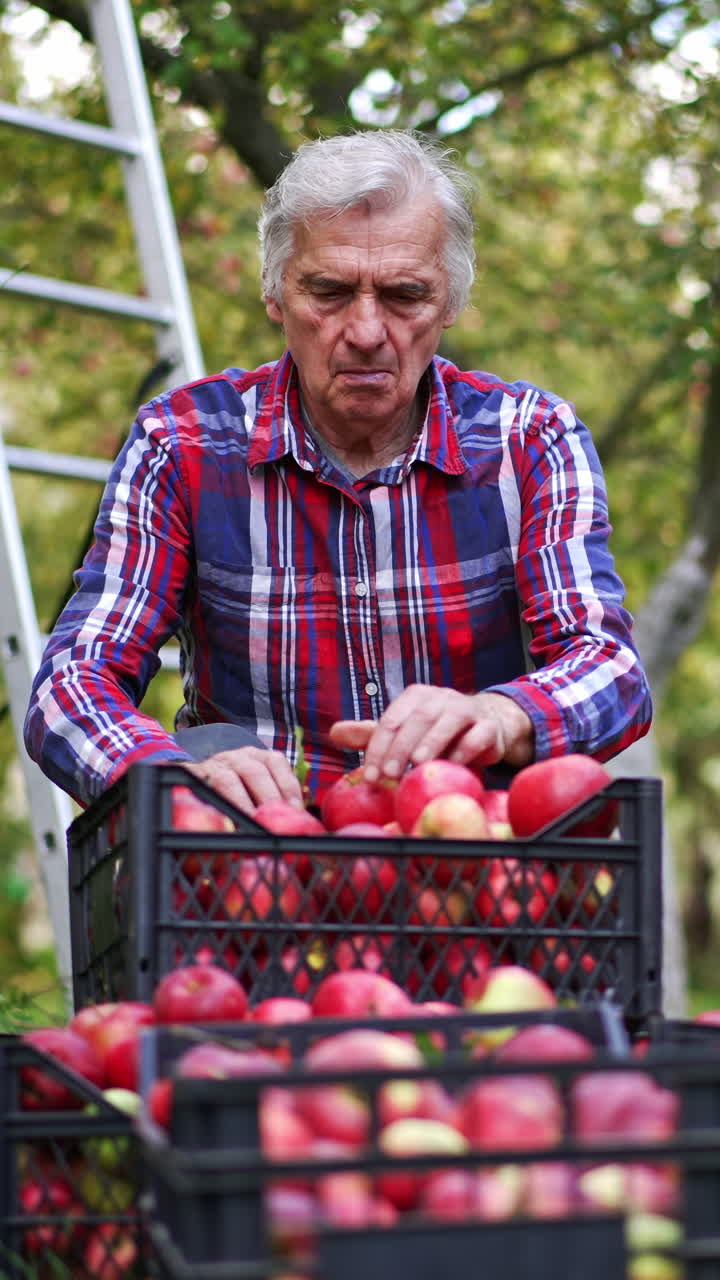 Red ripe organic apple harvesting. Apples in basket farming. Vertical video