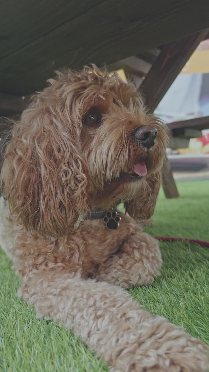 사랑스러운 카바푸 개가 밖에서 수직으로 휴식을 취하고 있습니다.