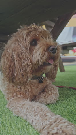 adorable perro cavapoo al aire libre relajándose en vertical