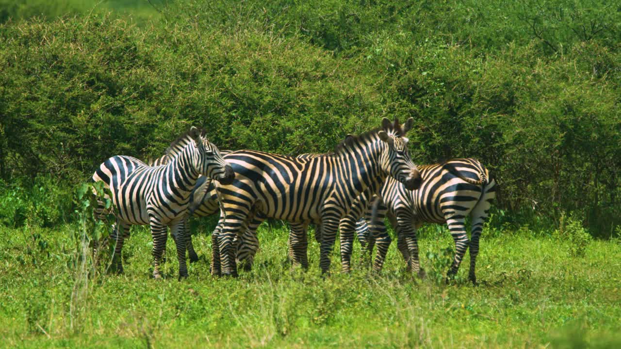 Small group of zebras with beautiful patterns shaking heads and relaxing in Africa