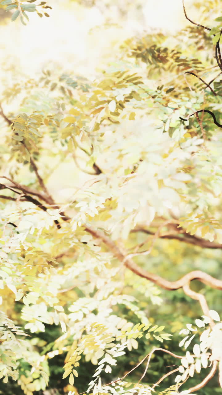 잎 을 통과 하는 빛