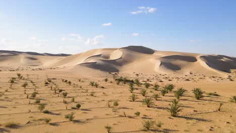 la perspectiva aérea revela las dunas en el desierto occidental de egipto, el concepto de paisaje de arena junto con pequeños verdes, el atractivo de la naturaleza bajo el sol, una vasta extensión de terreno seco y desolado